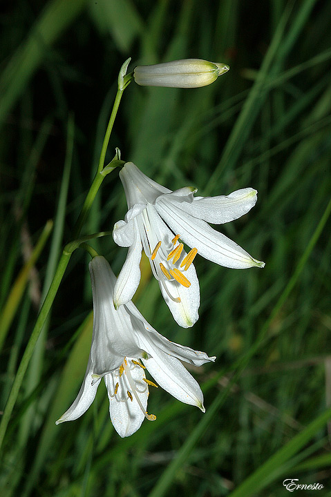 Paradisea liliastrum / Paradisia